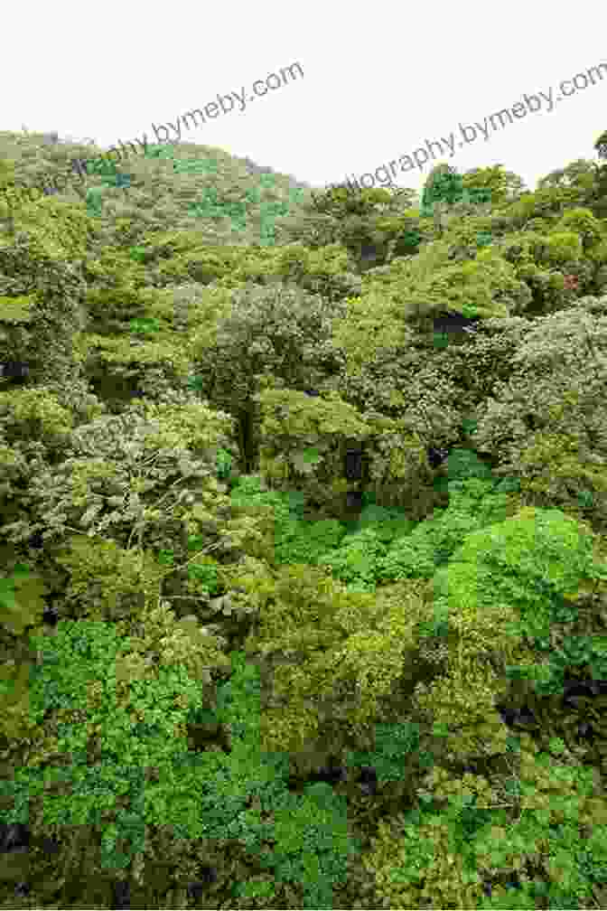 A Breathtaking Aerial View Of A Costa Rican Rainforest, Showcasing Its Lush Canopy And Verdant Beauty. Frommer S Costa Rica 2024 (Complete Guides)