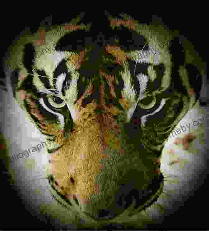 A Breathtaking Close Up Of A Tiger's Piercing Gaze The Zoo Memoirs: A Zoo In My Luggage The Whispering Land And Menagerie Manor