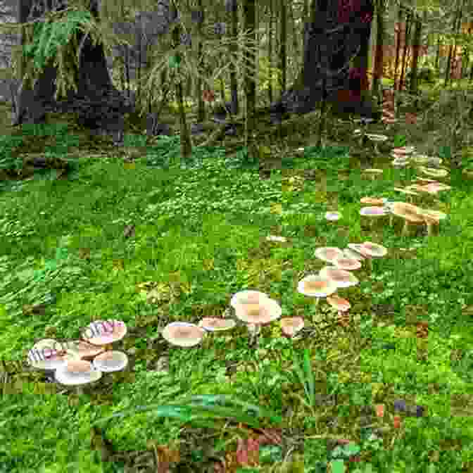 A Circle Of Mushrooms In A Forest, Known As A Faerie Ring The Folklore Of Faeries Elves Little People A Study In A Cultural Phenomenon