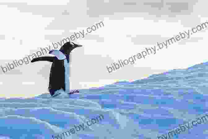 A Colony Of Penguins Waddling Across The Icy Landscape Of Antarctica Penguins Of Antarctica: Royalty Free Images Of Antarctic Wildlife