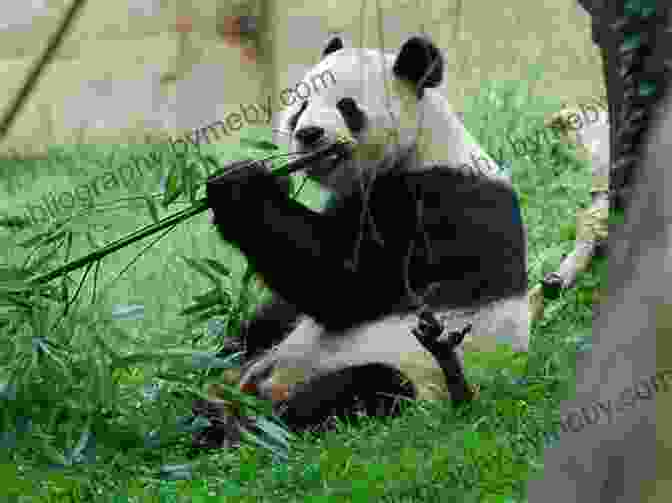 A Giant Panda Feeding On Bamboo In The Eastside Of Tibet Pandas On The Eastside Gabrielle Prendergast