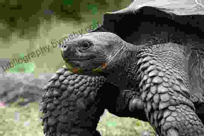 A Giant Tortoise, A Symbol Of The Galapagos Islands Galapagos Islands: A Different View