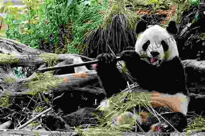 A Group Of Conservationists Monitoring A Giant Panda In Its Natural Habitat Pandas On The Eastside Gabrielle Prendergast