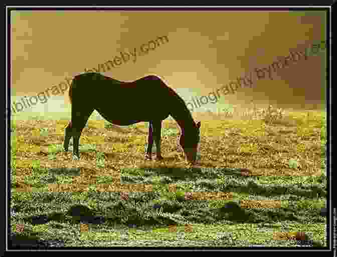 A Group Of Horses Grazing Peacefully In A Field, Representing The Enduring Spirit And Legacy Of These Magnificent Animals. A Journey To Softness: In Search Of Feel And Connection With The Horse