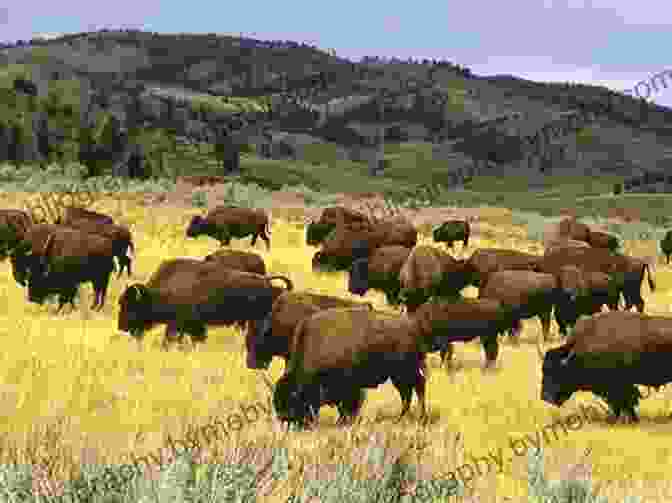 A Group Of Wildlife Biologists Observe A Herd Of Bison In Yellowstone National Park, Highlighting The Importance Of Conservation Efforts. Hawks Rest: A Season In The Remote Heart Of Yellowstone