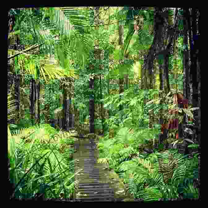 A Lush Rainforest In St. Croix St Croix US Virgin Islands