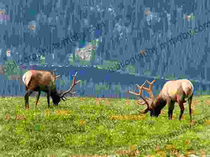 A Majestic Elk Grazing In A Meadow Against The Backdrop Of The Great Divide Be Brave Be Strong: A Journey Across The Great Divide