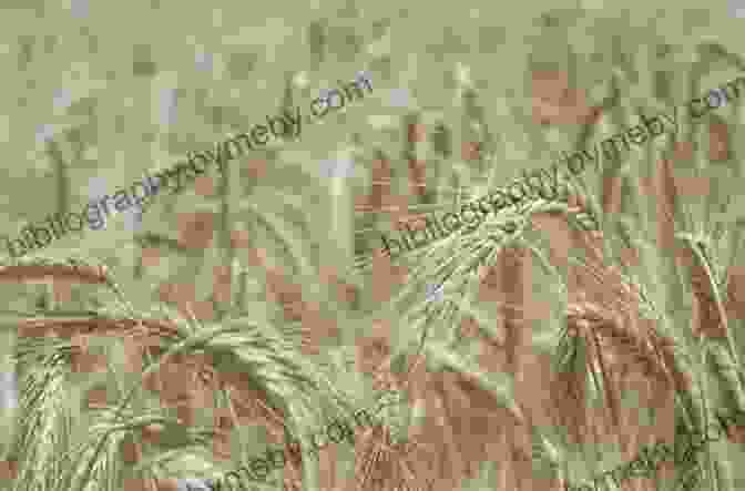 A Selection Of Old Grains, Including Spelt, Einkorn, And Amaranth, Showcasing Their Distinct Textures And Colors Healthy Cooking: Beneficial Breads Wholesome Cakes Old Grains And Also Bubbling Ferments