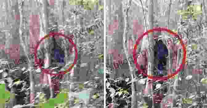 A Shadowy Figure Of Bigfoot Lurking In The Forest How Big Is Bigfoot? Mark Robson