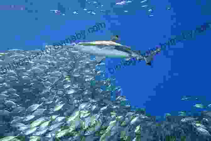 A Shark Feeding On A School Of Fish Facts About Sharks: Facts Diet Habitat Information