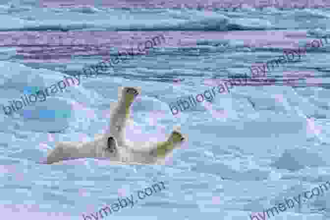 A Stunning Photo Of A Polar Bear On The Icy Shores Of Svalbard True North: Travels In Arctic Europe