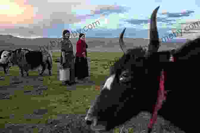 A Tibetan Family Tending To Their Yaks In The Eastside Of Tibet Pandas On The Eastside Gabrielle Prendergast