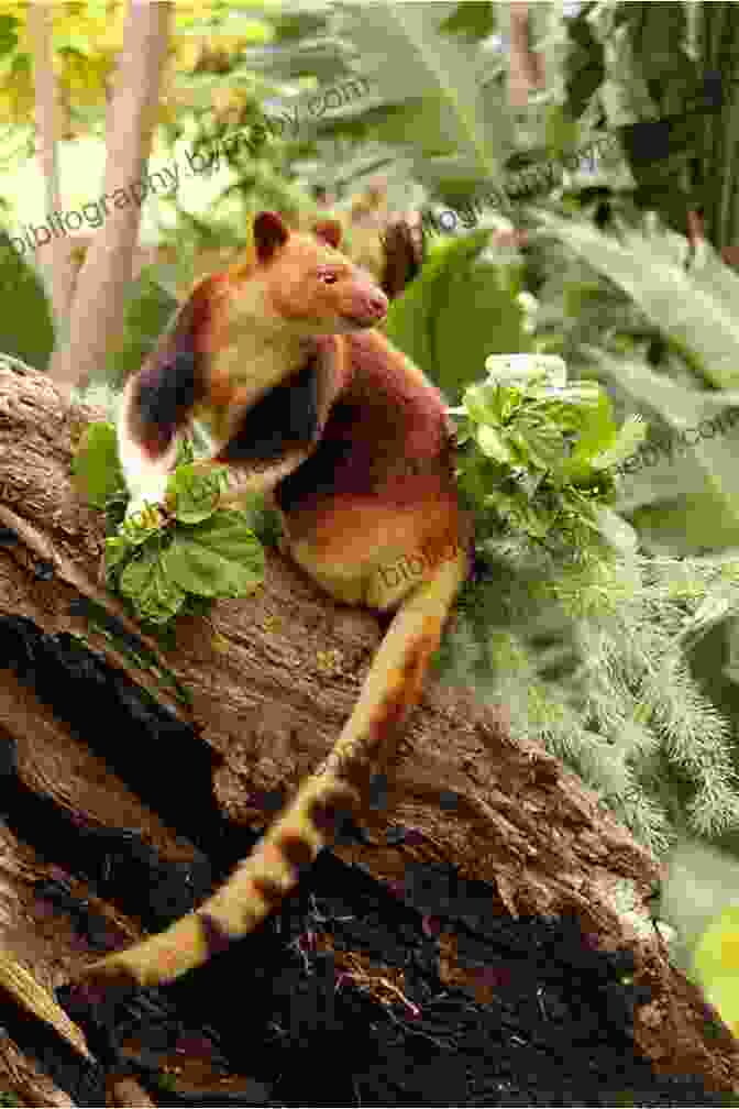 A Tree Kangaroo Leaps Through The Branches Of A Rainforest Canopy. The Quest For The Tree Kangaroo: An Expedition To The Cloud Forest Of New Guinea (Scientists In The Field)