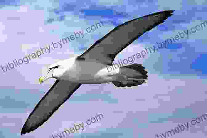 An Albatross Soaring Through The Air In Antarctica Penguins Of Antarctica: Royalty Free Images Of Antarctic Wildlife