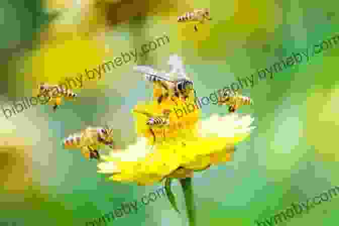 Bees Flying In A Field Of Flowers Bees (The World Of Insects)