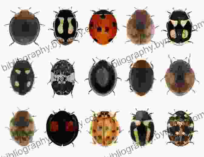 Close Up Of Different Species Of Ladybugs, Showcasing Their Vibrant Colors And Patterns Ladybugs Gail Gibbons