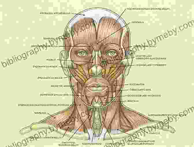 Diagram Of Facial Anatomy Realistic Portraits In Colored Pencil: Learn To Draw Lifelike Portraits In Vibrant Colored Pencil (Realistic Series)