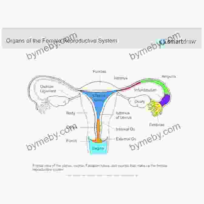 Diagram Of The Female Reproductive System Fertility Walk: A Fertility Nurse S Guide Along Your Journey