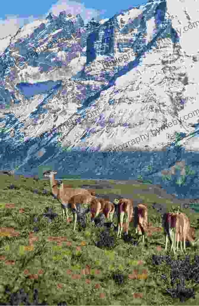 Herd Of Guanacos Grazing Peacefully In A Grassy Meadow With Snow Capped Mountains In The Distance That Change Lives: A Sampling From Patagonia