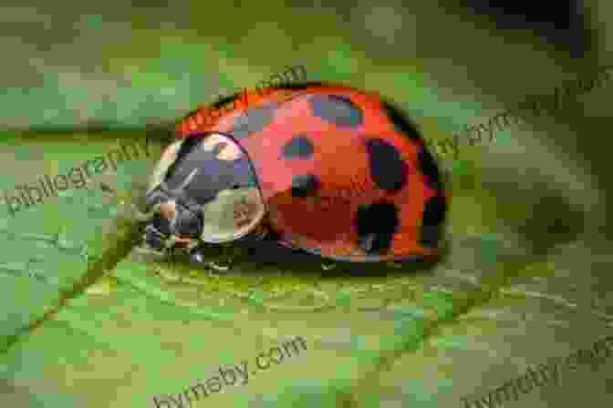 Ladybugs In A Field Of Flowers, Their Bright Red Shells And Black Spots Contrasting Against The Vibrant Petals Ladybugs Gail Gibbons