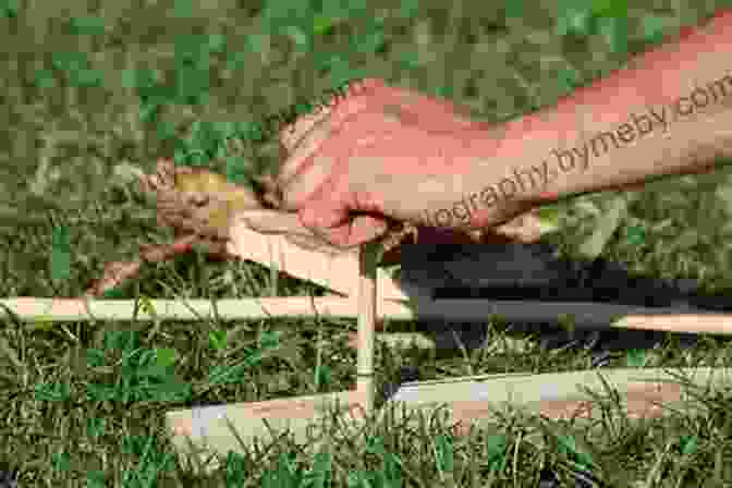 Native American Man Using A Bow Drill To Start A Fire Survival Skills Of The Native Americans: Hunting Trapping Woodwork And More