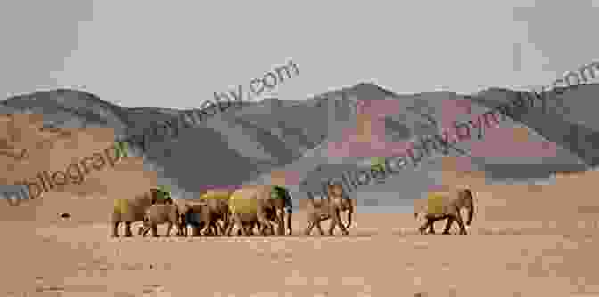 Researchers Studying A Herd Of Endangered Desert Elephants. Desert: Nature And Culture (Earth)