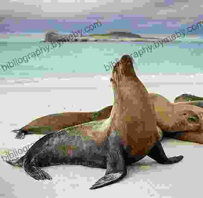 Sea Lions Frolic And Play In The Galapagos Islands Galapagos Islands: A Different View