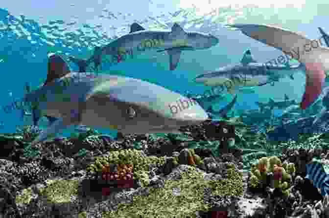 Sharks Swimming In A Coral Reef Facts About Sharks: Facts Diet Habitat Information