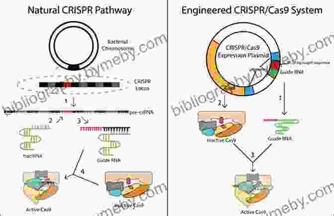 The Discovery Of CRISPR Cas9, A Revolutionary Tool In Genetic Engineering Ten Discoveries That Rewrote History