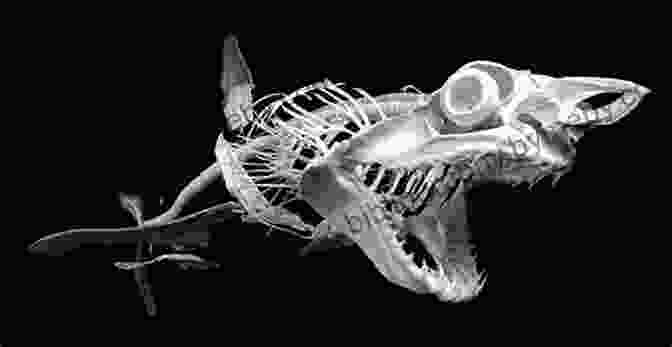 The Skeleton Of A Shark Facts About Sharks: Facts Diet Habitat Information